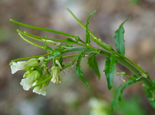 Tower Cress