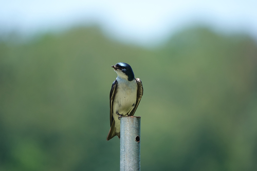 Tree Swallow