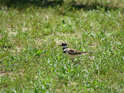Killdeer