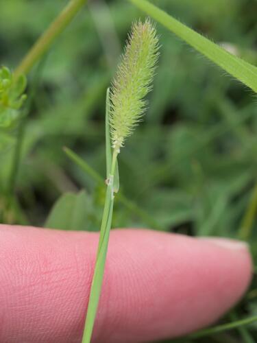 Phleum bertolonii, photograph 1