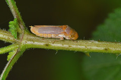 Oncometopia hamiltoni