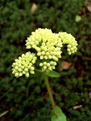 Hylotelephium maximum ruprechtii