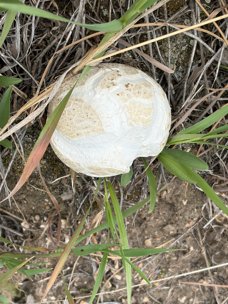 Western Giant Puffball