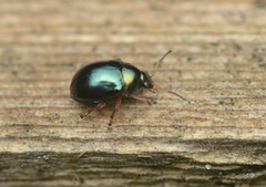 Brachypnoea clypealis