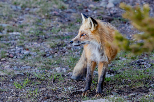 Red Fox