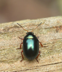 Brachypnoea clypealis