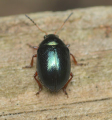 Brachypnoea clypealis