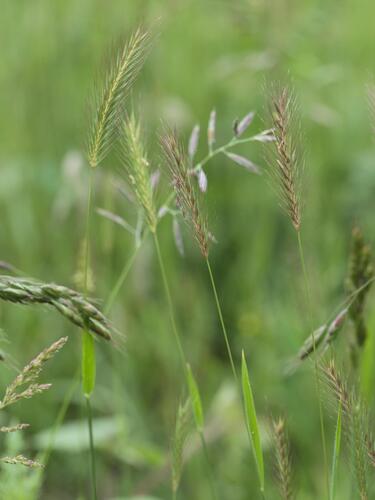 Meadow barley (Hordeum secalinum)