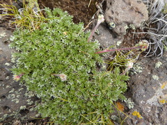 Acaena poeppigiana