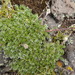 Acaena poeppigiana - Photo (c) danplant, algunos derechos reservados (CC BY-NC), subido por danplant
