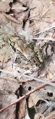 Wood Frog