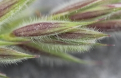 Leymus innovatus