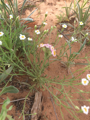 Chaetopappa asteroides