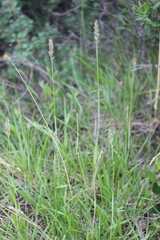 Leymus innovatus