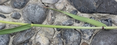 Leymus innovatus