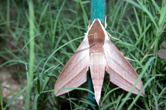 Theretra alecto