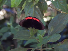 Biblis hyperia nectanabis