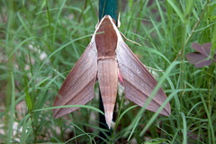 Theretra alecto