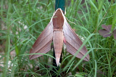Theretra alecto