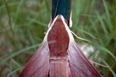 Theretra alecto