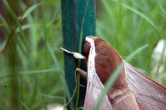 Theretra alecto