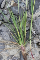 Leymus innovatus