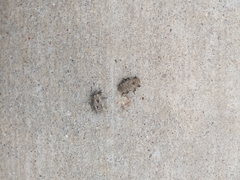 Thecesternus maculosus