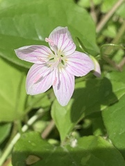 Claytonia virginica