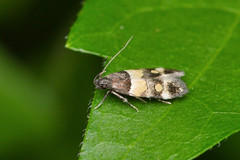 Triclonella determinatella