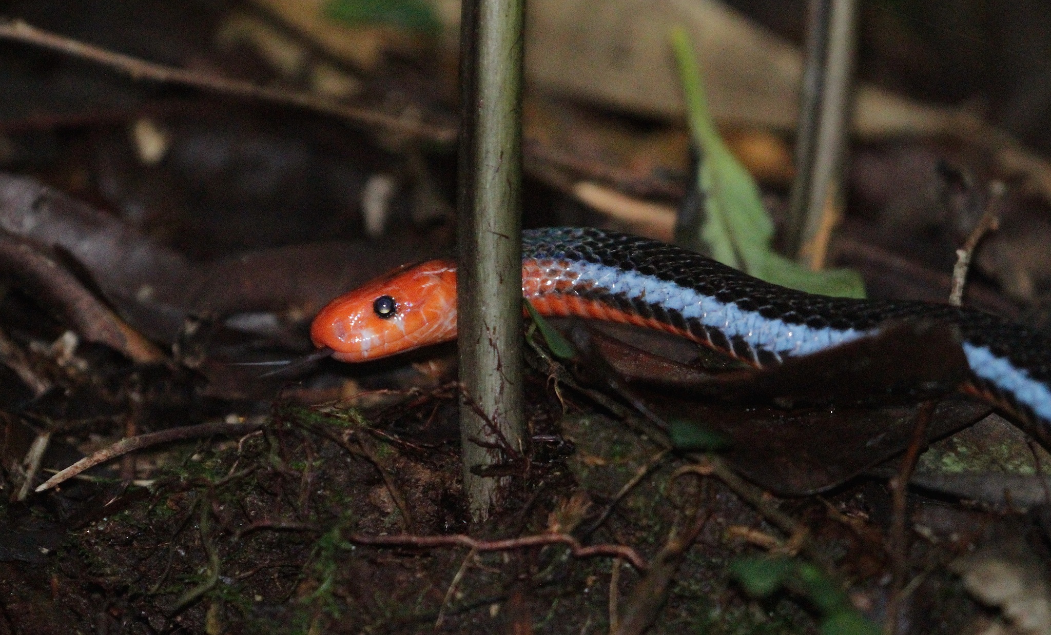 Habitat da cobra azul da Malásia. O nome científico desta bela cobra é  Calliophis bivirgatus.