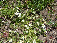 Arenaria serpens