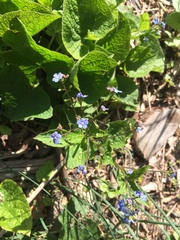 Brunnera