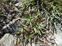 Armeria curvifolia