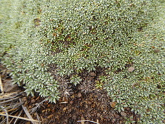 Azorella monantha