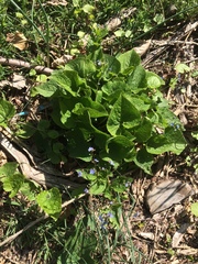 Brunnera