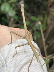 Lamponius portoricensis