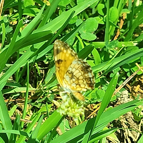 Silvery Checkerspot