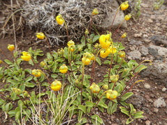 Calceolaria polyrhiza