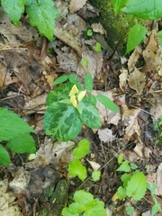 Trillium discolor