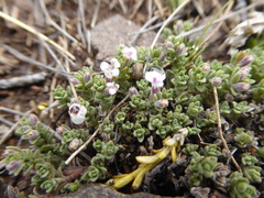 Clinopodium darwinii