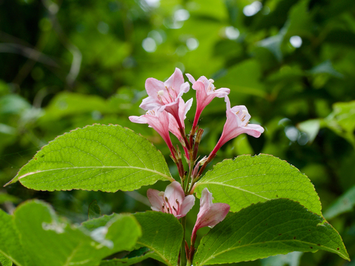 Weigela hortensis observed 2026-06-06