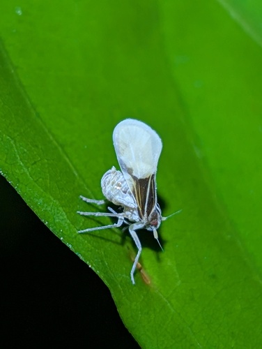 Bennarella bicoloripennis, 2026-06-05