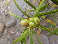 Colliguaja integerrima