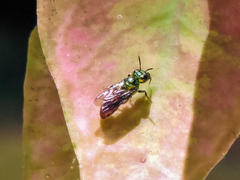 Ceratina eximia