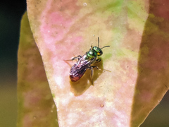 Ceratina eximia