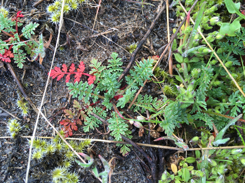 Erodium cicutarium