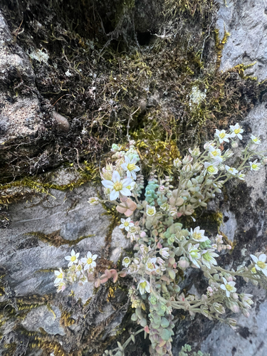 thick-leaved stonecrop