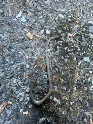 Green Whip Snake