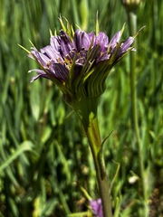 Tragopogon mirus, photograph (c) hansk, some rights reserved (CC BY)