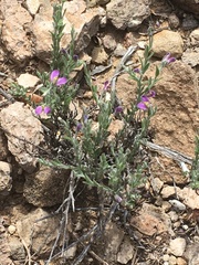Hebecarpa macradenia